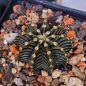 Preview: Gymnocalycium friedrichii var. angustostriatum VOS14a